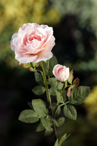 Large Tea Rose with Bud