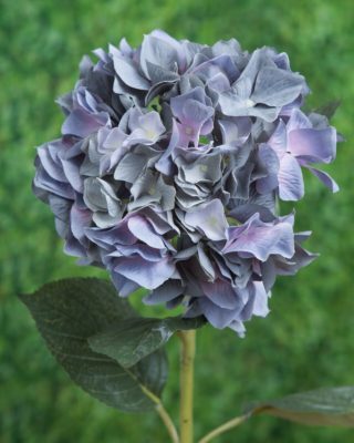 Dusky Blue Hydrangea